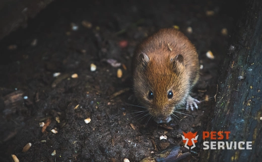 Дератизация в Новороссийске